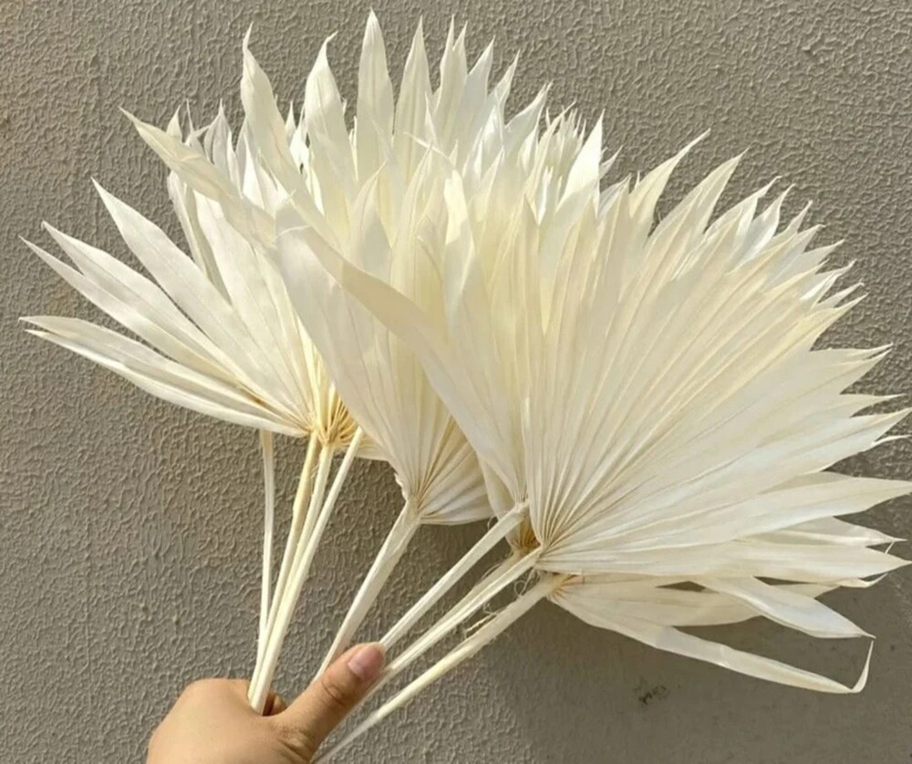 Decor Dried Flowers - Breed: Natural