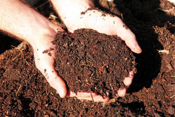 Organic Manure - Color: Brown
