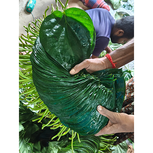 प्राकृतिक सुपारी पत्ता