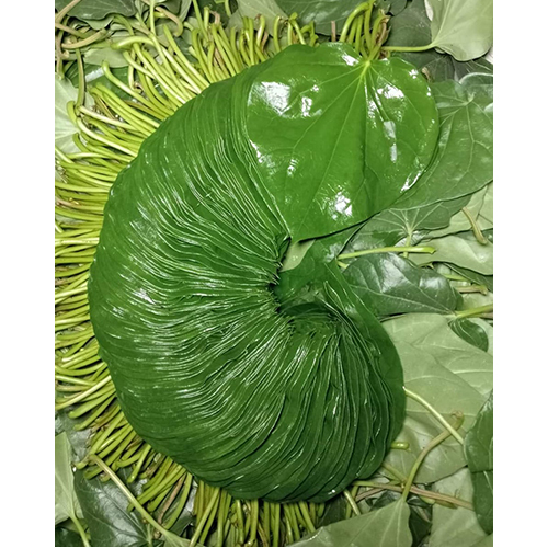 Natural Betel Leaf