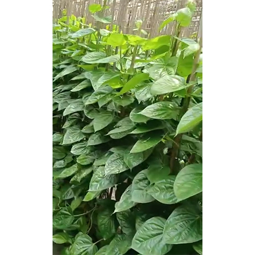 Fresh Betel Leaf - Breed: Organic