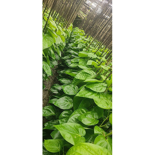 Betel leaf Plant