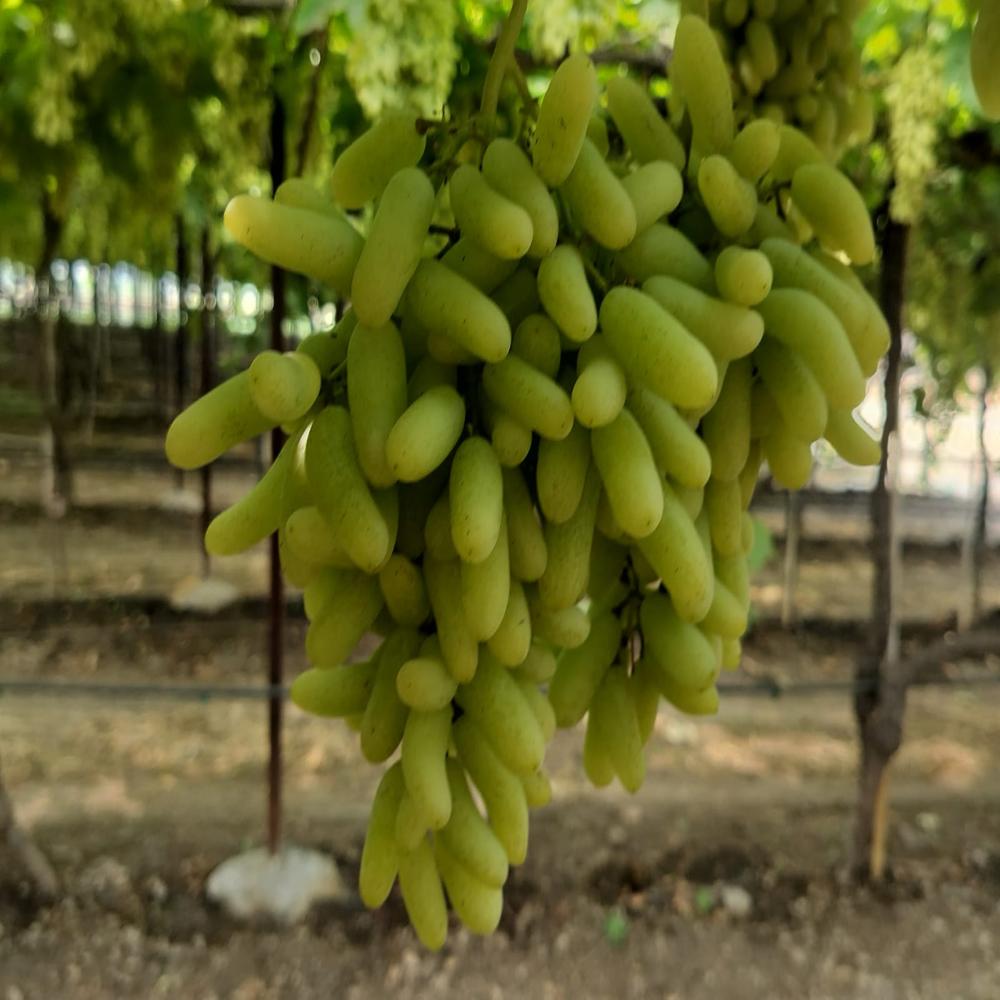 Fresh Grapes