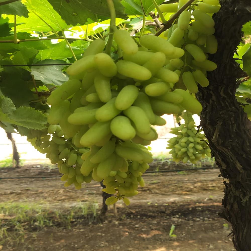 Fresh Grapes