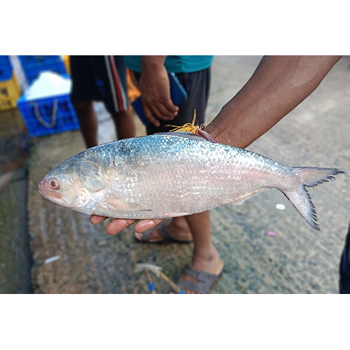 Fresh Hilsa Fish - Shape: Piece