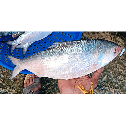 Fresh Ilish Fish