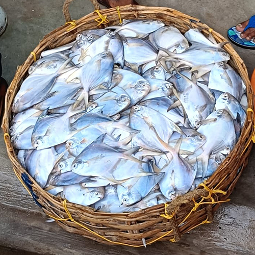 Pomfret Fish