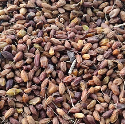 Neem Seeds - Cultivation Type: Organic