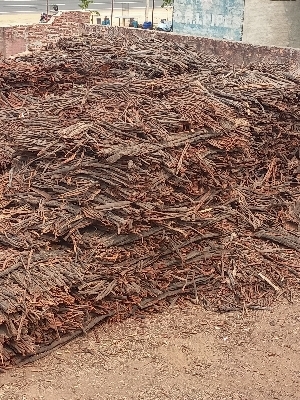 Dry Babool Phali bark