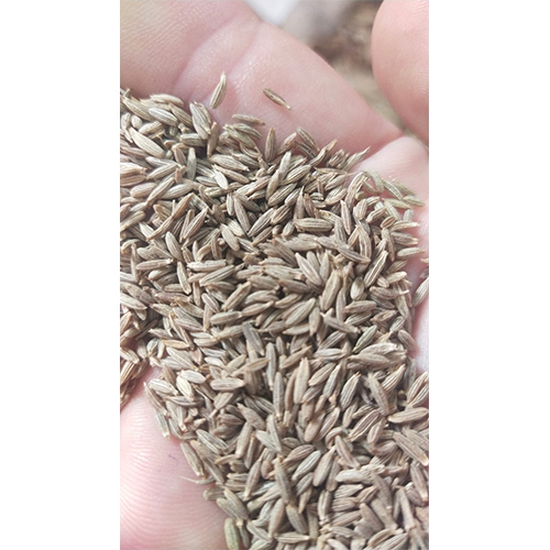 Whole Cumin