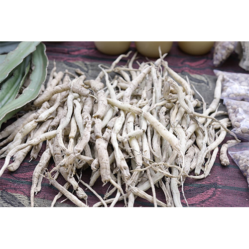White Musli Root