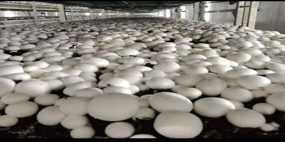 Mushroom Cold Room - Capacity: 4 T