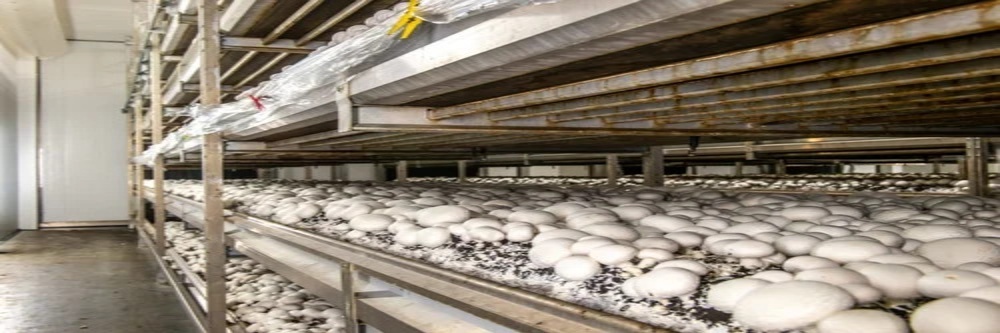 Mushroom Growing Chamber - Material: Pp/Gi
