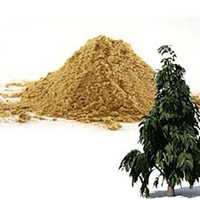 Ashoka Powder Saraca Asoca - Cultivation Type: Organic