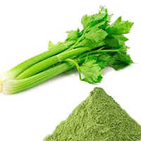Celery Leaf Powder Apium Graveolens - Cultivation Type: Organic