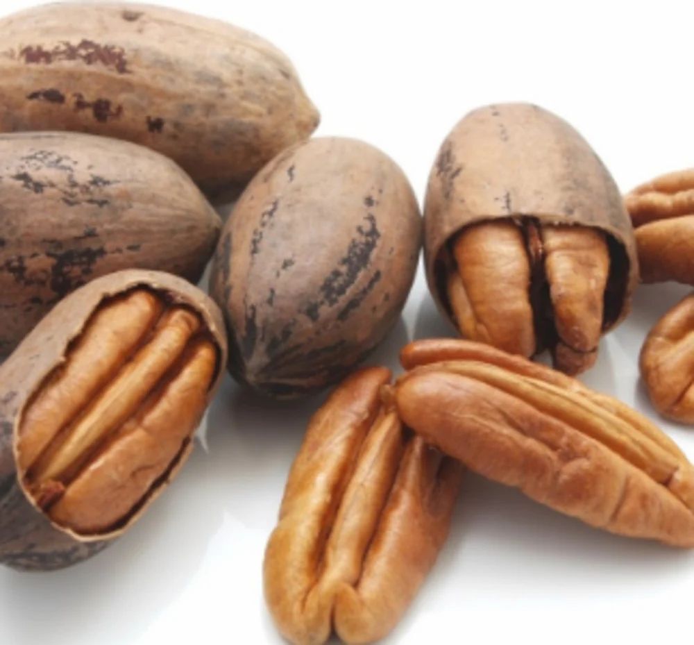 Dried Pecan Nuts