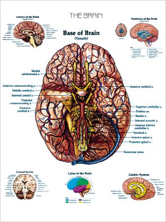 Posters of Brain