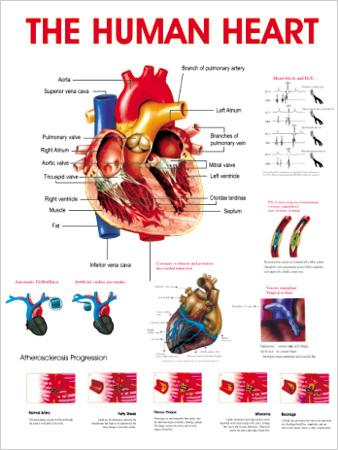 Posters of Human Heart