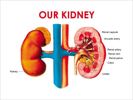 Posters of Kidney