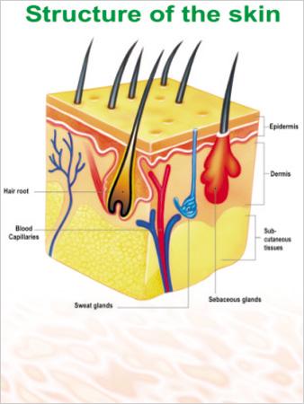 Posters of Structure of Skin