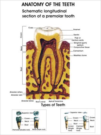 Poster-Anatomy of Teeth