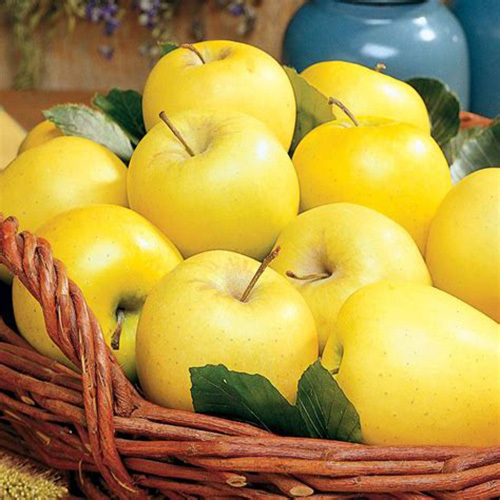 Kashmiri Fresh Apple