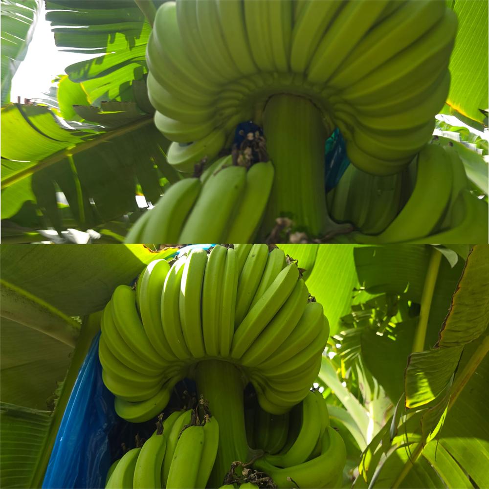 Tissue Culture Banana Plants