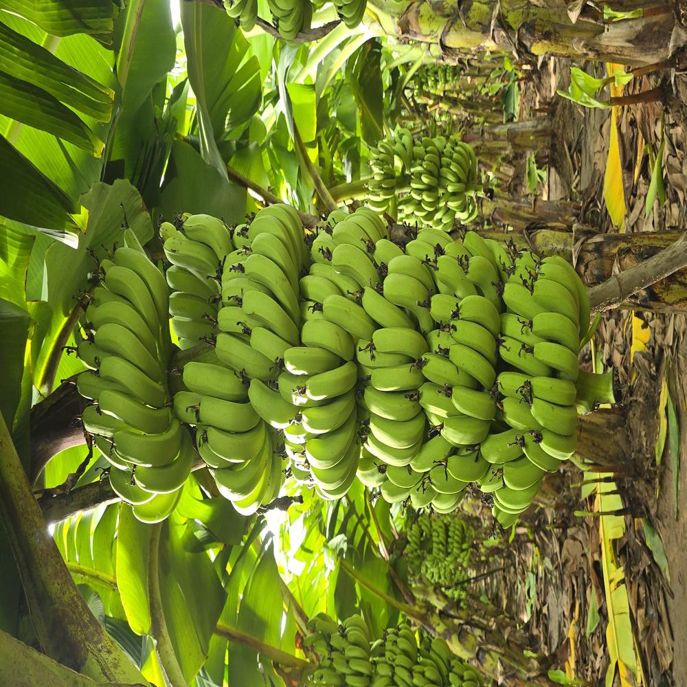 Tissue Culture Banana Plants