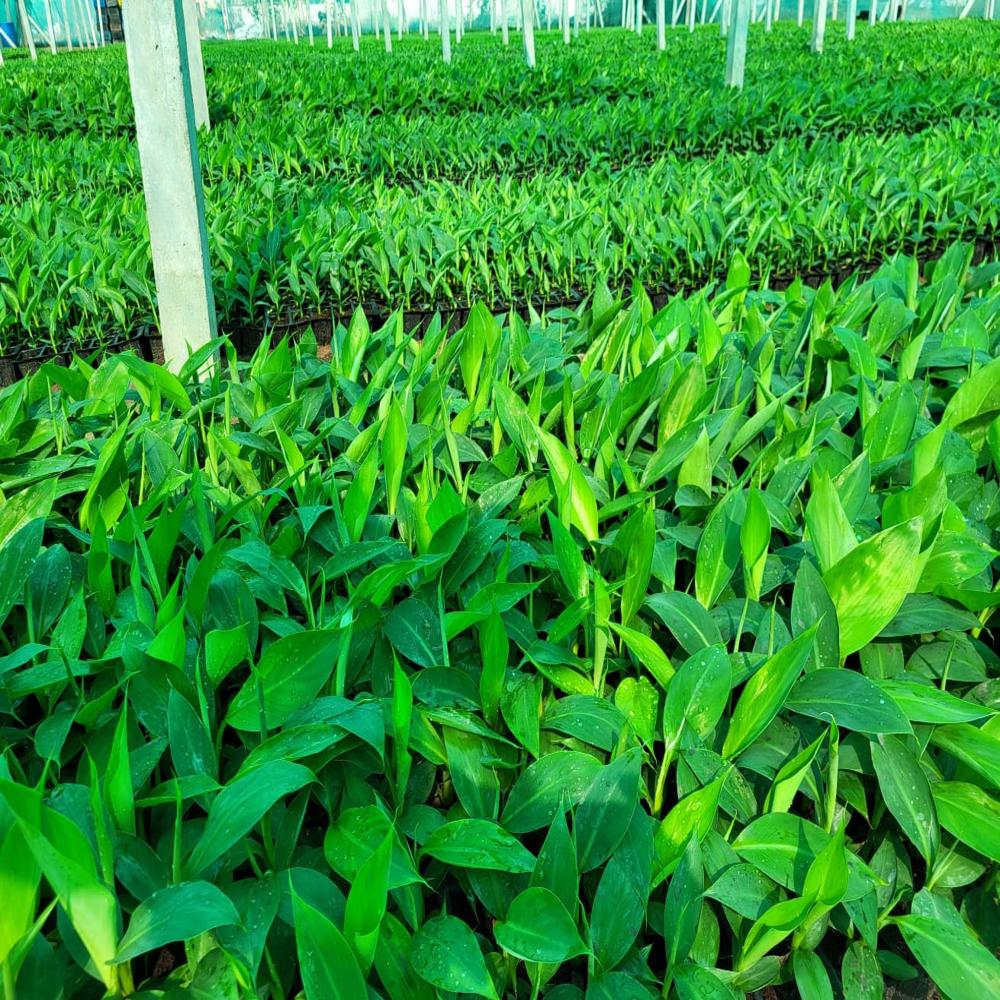 Tissue Culture Banana Plants