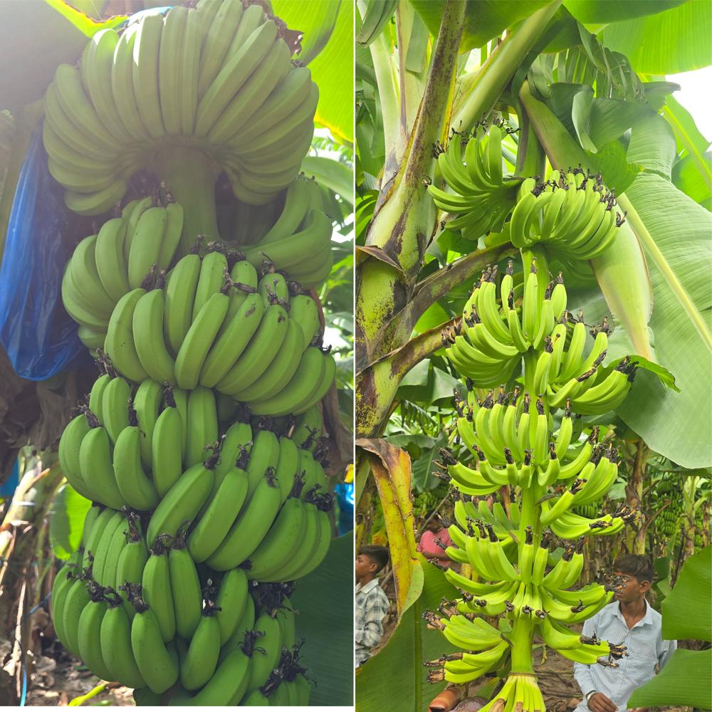 Banana Tissue Culture Plants