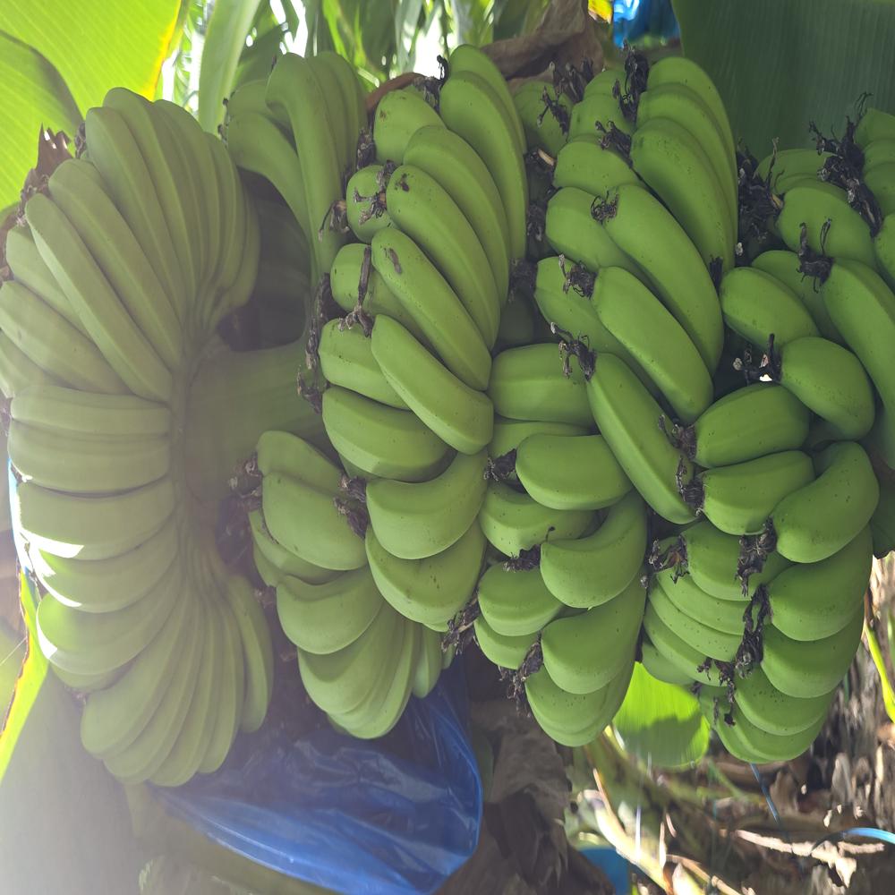 Banana Tissue Culture Plants