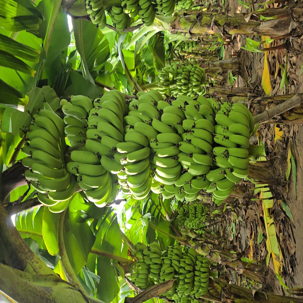 Banana Tissue Culture Plants