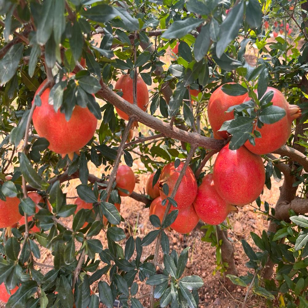 à¤¸à¥à¤ªà¤° à¤­à¤¾à¤à¤µà¤¾ à¤à¤¨à¤¾à¤° à¤à¤¿à¤¶à¥à¤¯à¥ à¤à¤²à¥à¤à¤° à¤ªà¥à¤²à¤¾à¤à¤