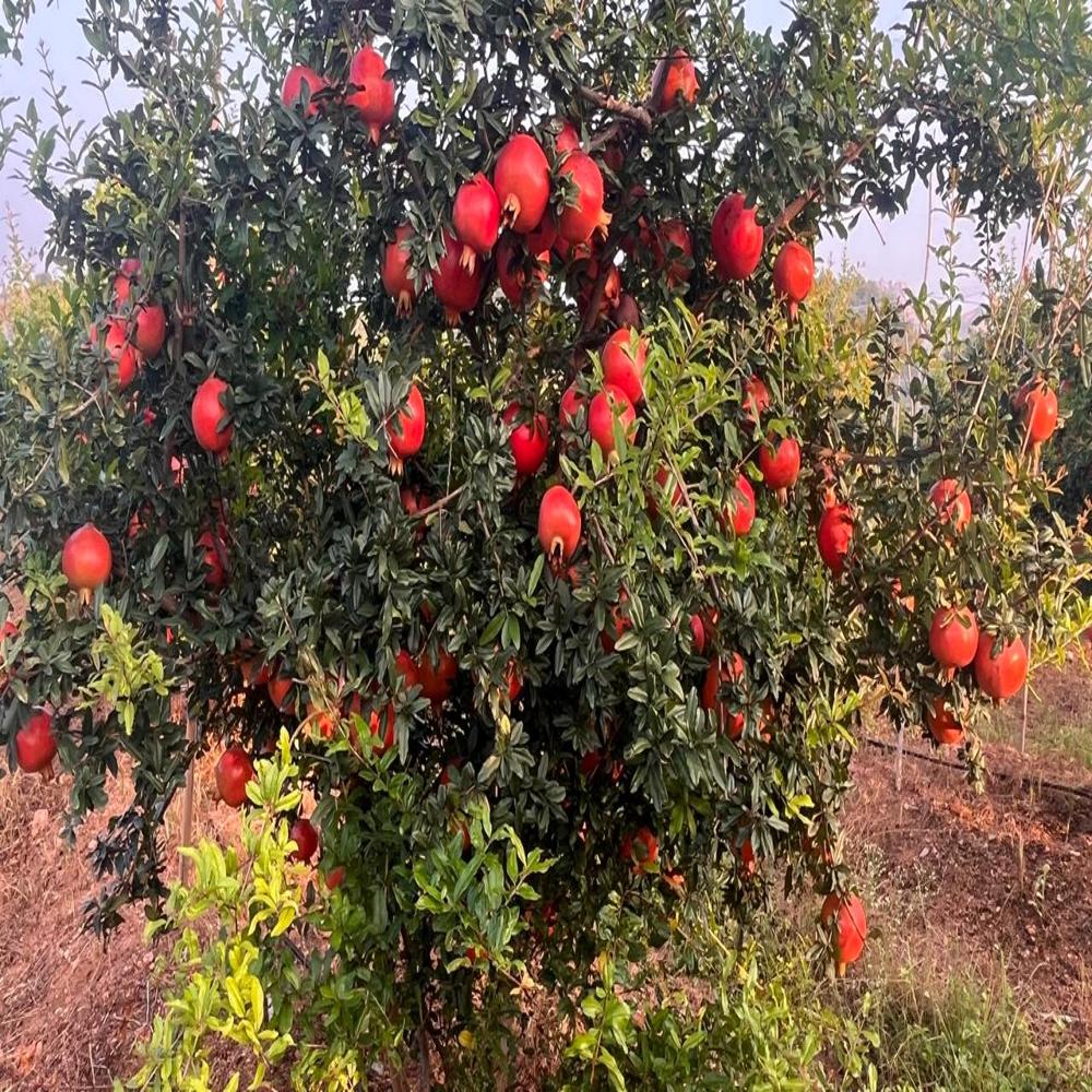 à¤¸à¥à¤ªà¤° à¤­à¤¾à¤à¤µà¤¾ à¤à¤¨à¤¾à¤° à¤à¤¿à¤¶à¥à¤¯à¥ à¤à¤²à¥à¤à¤° à¤ªà¥à¤²à¤¾à¤à¤