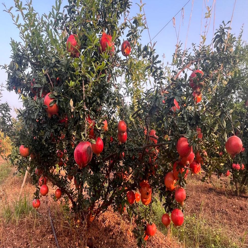 Tissue Culture Pomegranate Plant
