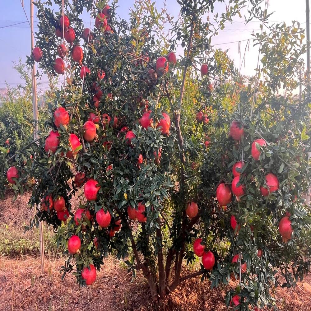 Tissue Culture Pomegranate Plant