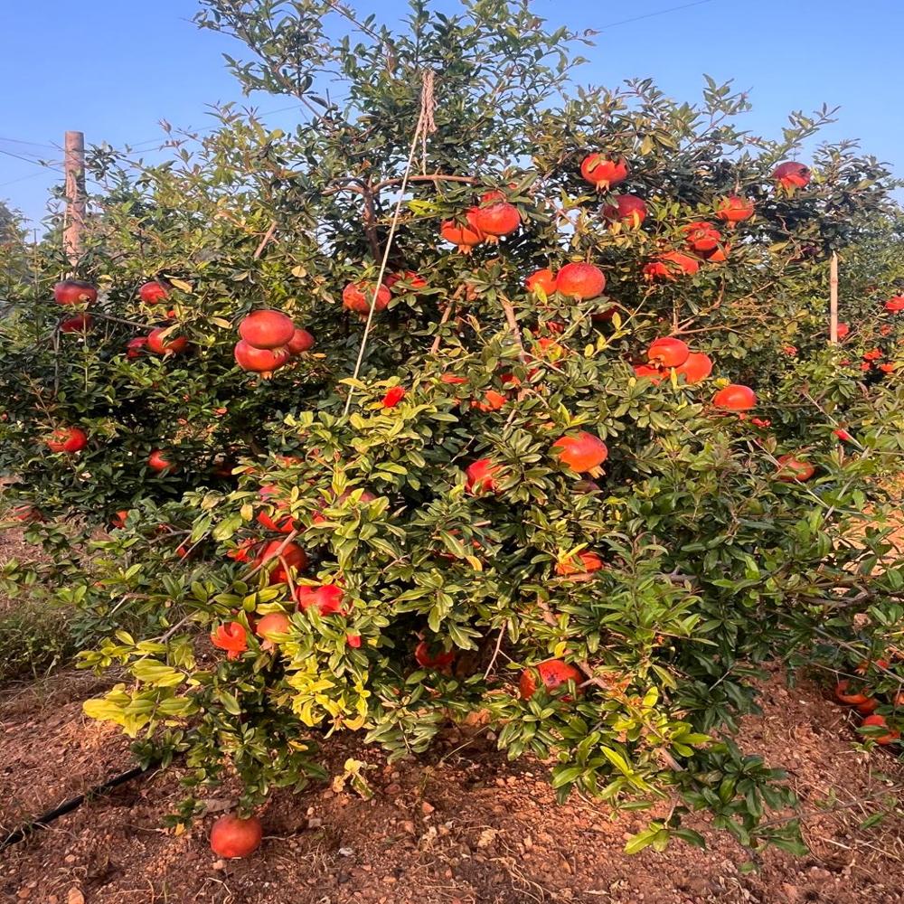 Tissue Culture Pomegranate Plant