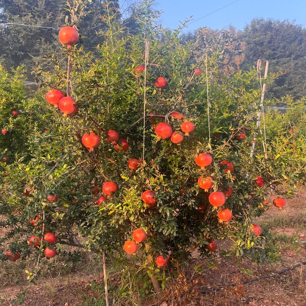 Tissue Culture Pomegranate Plant