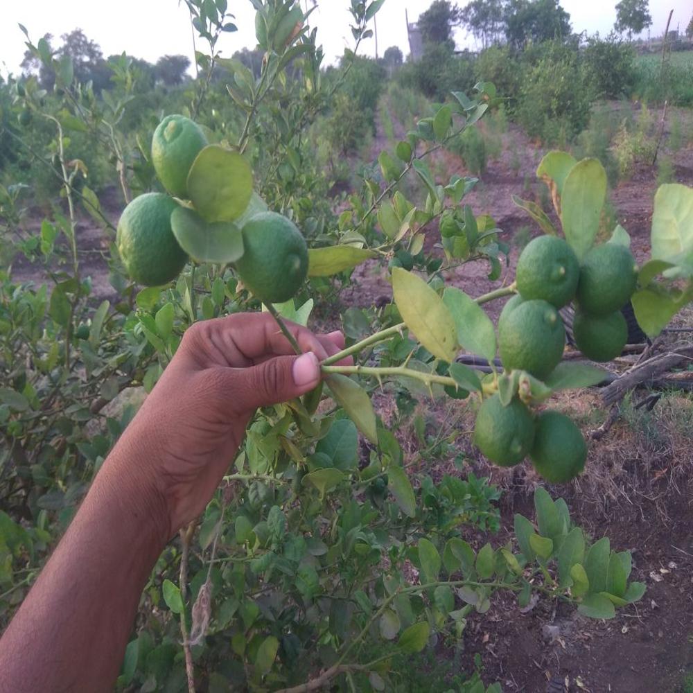 Kagdi Lemon Plants