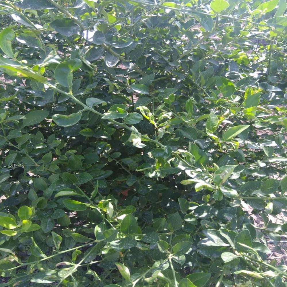 Kagdi Lemon Plants
