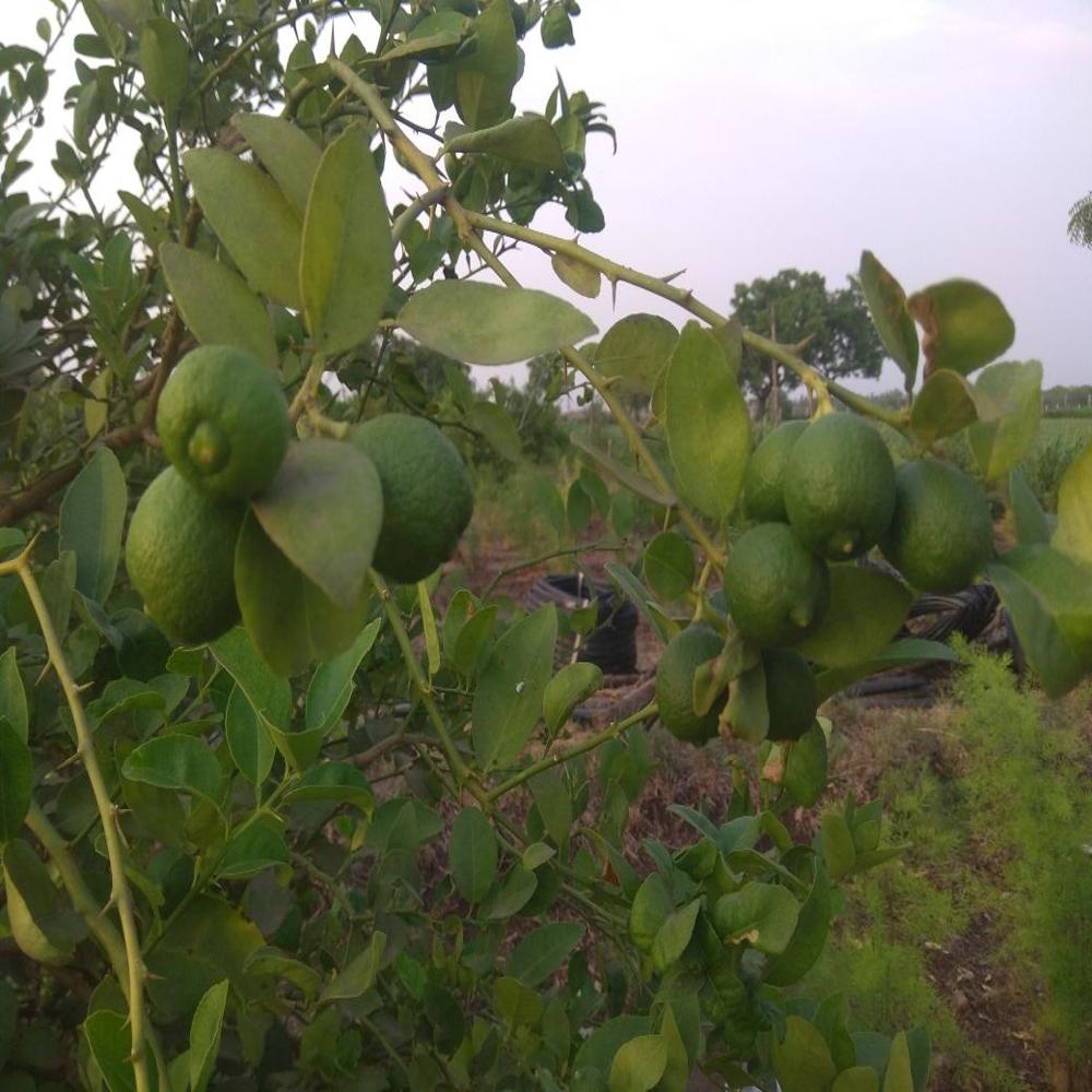 Kagdi Lemon Plants