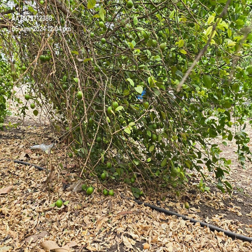 Tissue Culture Kagdi Lemon Plants
