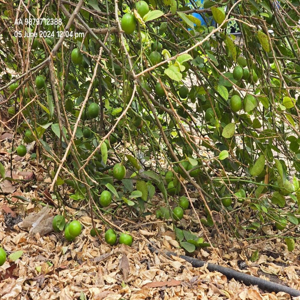 Tissue Culture Kagdi Lemon Plants