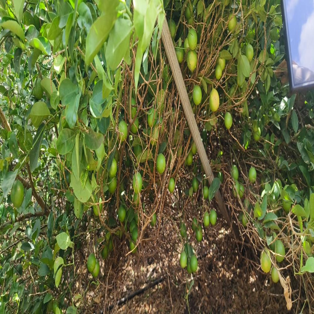 Tissue Culture Kagdi Lemon Plants