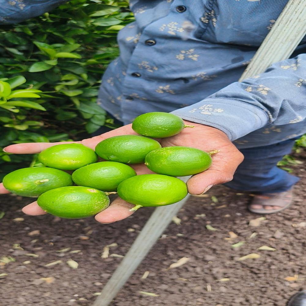 Tissue Culture Kagdi Lemon Plants