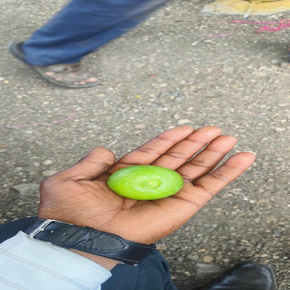 Tissue Culture Kagdi Lemon Plants