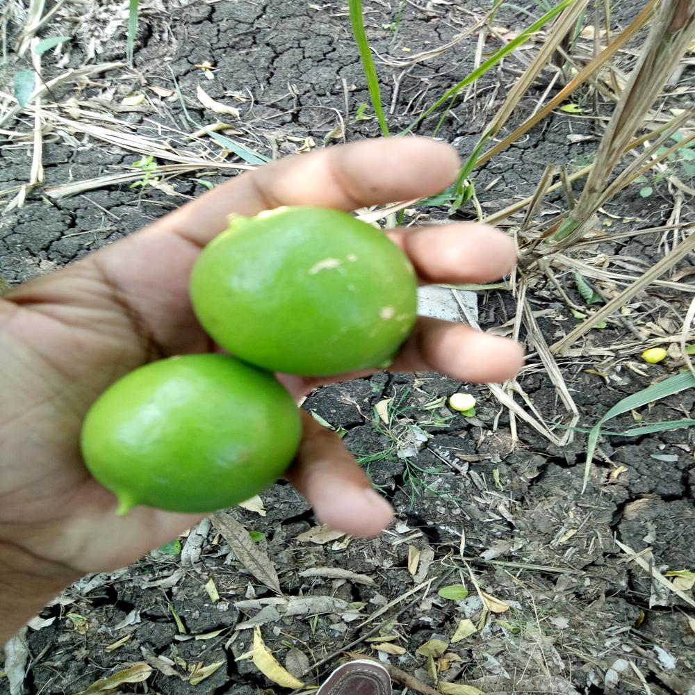 à¤¬à¤¾à¤²à¤¾à¤à¥ à¤²à¥à¤®à¤¨ à¤à¤¿à¤¶à¥à¤¯à¥ à¤à¤²à¥à¤à¤° à¤ªà¥à¤²à¤¾à¤à¤