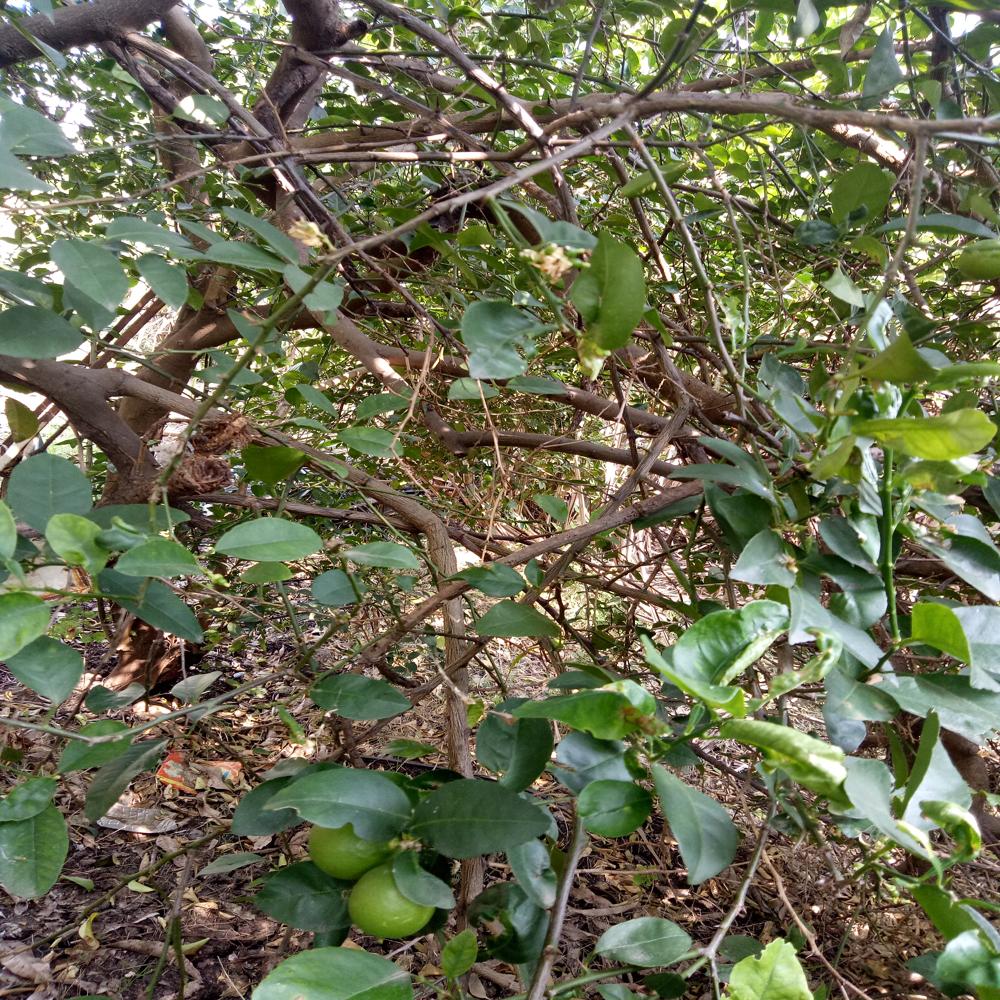 à¤¬à¤¾à¤²à¤¾à¤à¥ à¤²à¥à¤®à¤¨ à¤à¤¿à¤¶à¥à¤¯à¥ à¤à¤²à¥à¤à¤° à¤ªà¥à¤²à¤¾à¤à¤