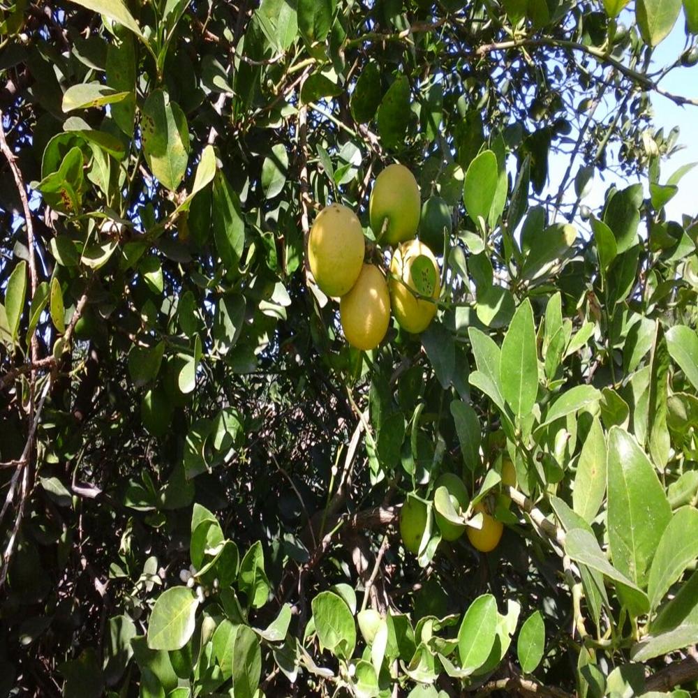 à¤¬à¤¾à¤²à¤¾à¤à¥ à¤²à¥à¤®à¤¨ à¤à¤¿à¤¶à¥à¤¯à¥ à¤à¤²à¥à¤à¤° à¤ªà¥à¤²à¤¾à¤à¤