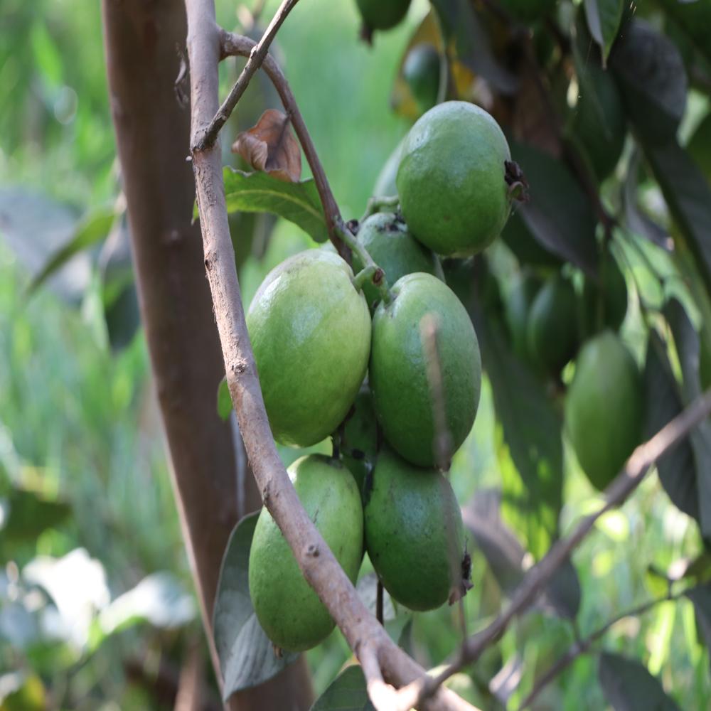 à¤¬à¤¾à¤²à¤¾à¤à¥ à¤²à¥à¤®à¤¨ à¤à¤¿à¤¶à¥à¤¯à¥ à¤à¤²à¥à¤à¤° à¤ªà¥à¤²à¤¾à¤à¤